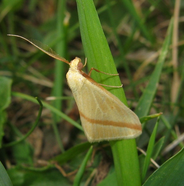 ID